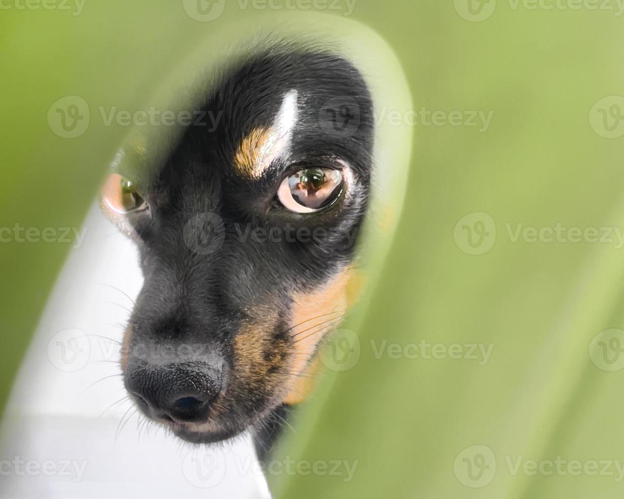 sguardo espressivo di un cane, ritratto di un animale foto