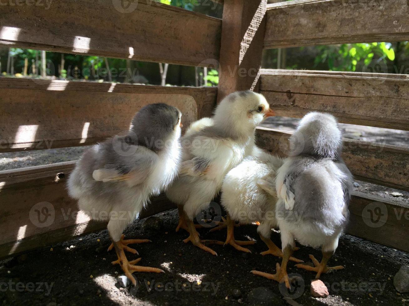 pulcini indonesiani carini e adorabili foto