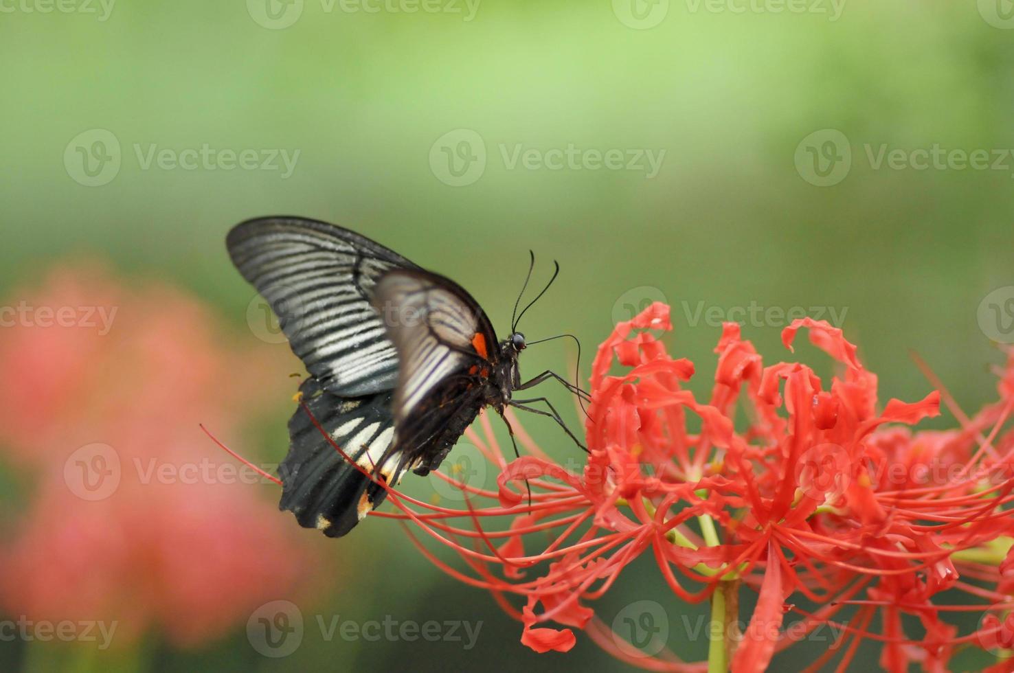 coda di rondine farfalla di giglio ragno rosso foto