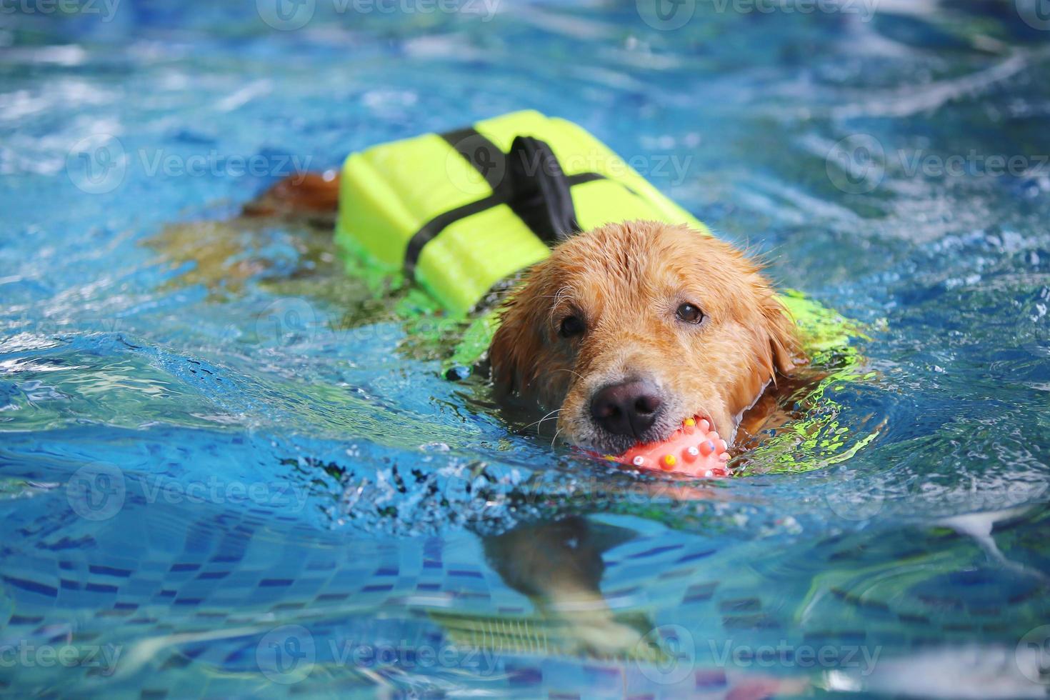 il labrador retriever tiene il giocattolo in bocca e nuota in piscina. cane  che nuota. 8026147 Stock Photo su Vecteezy