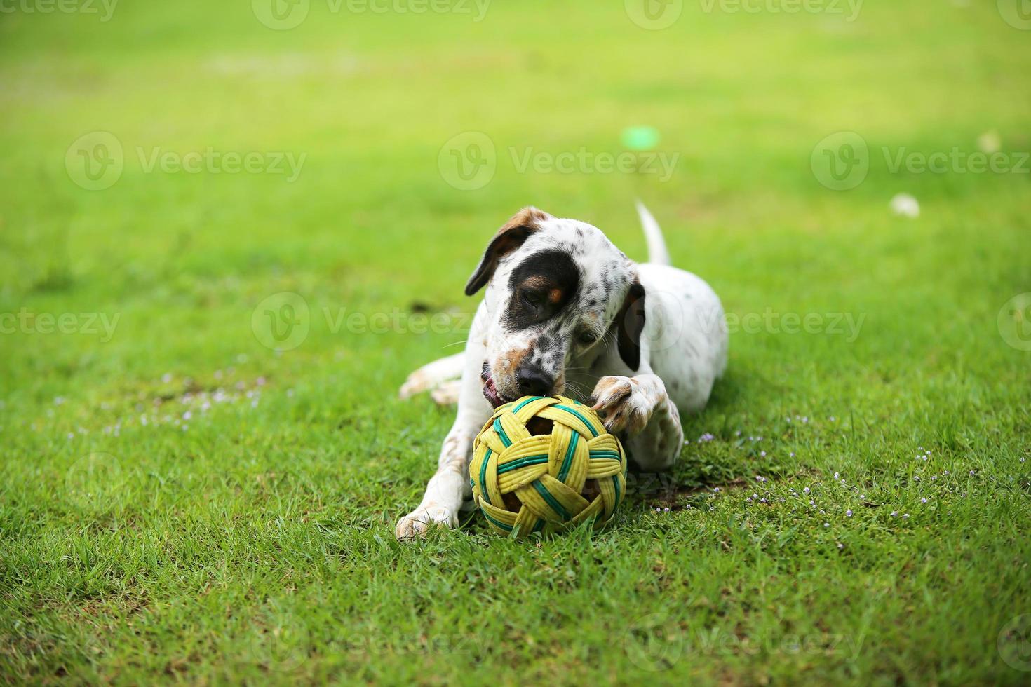 cane che gioca con il giocattolo nel parco. cane nel campo in erba. foto