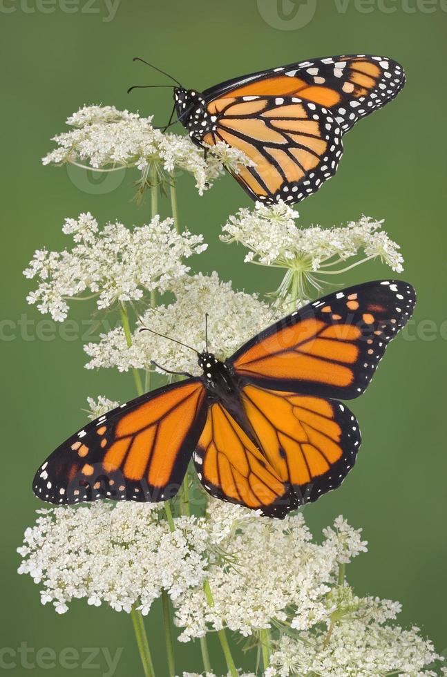 due monarchi foto