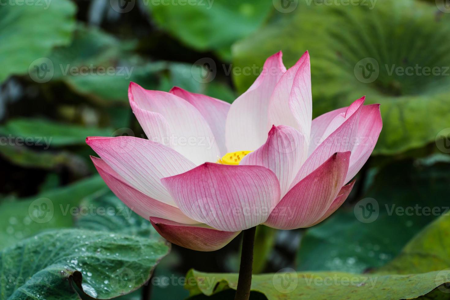 galleggiante di loto rosa sul fiume Gardent foto