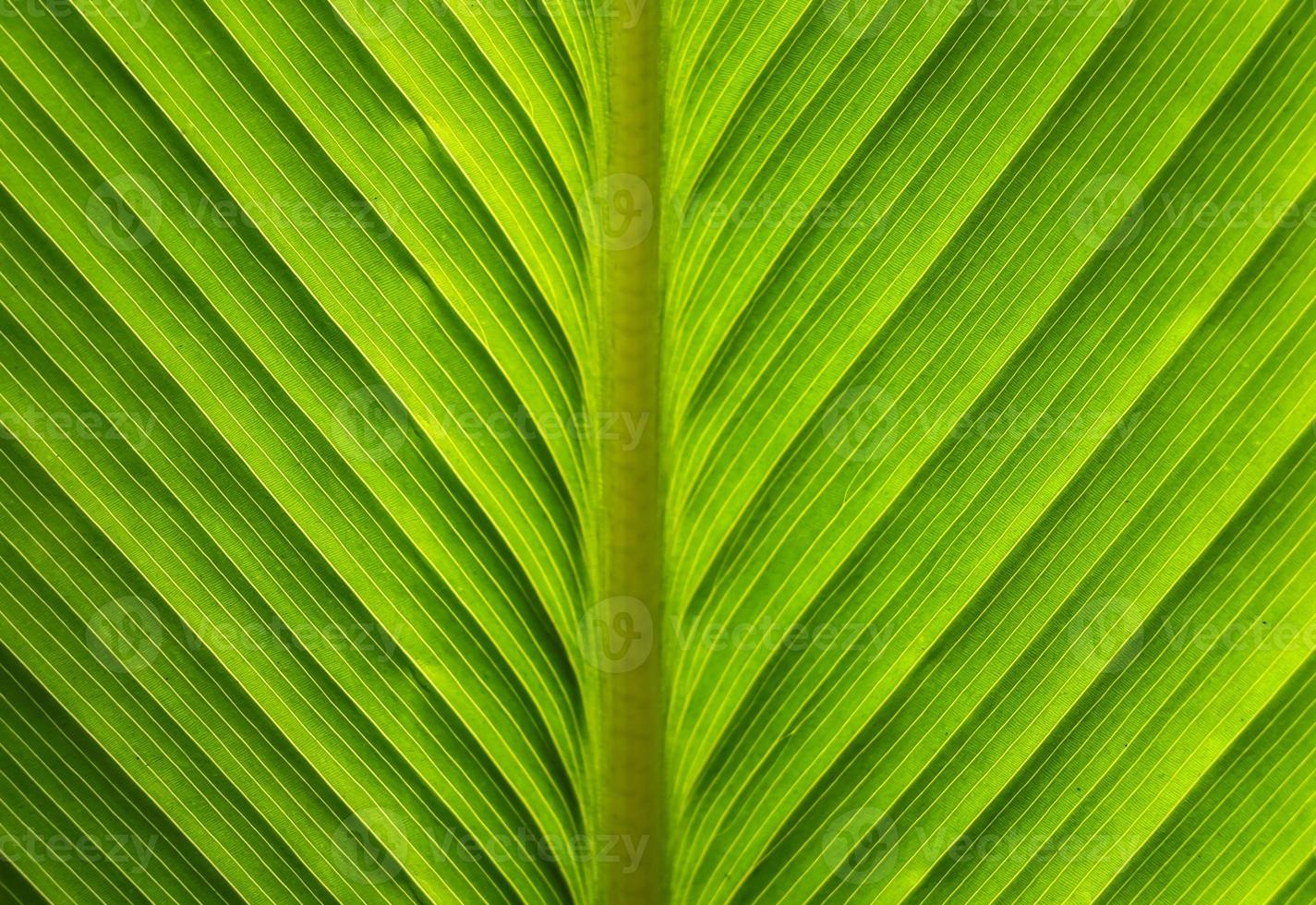 foglia verde fresca come sfondo foto