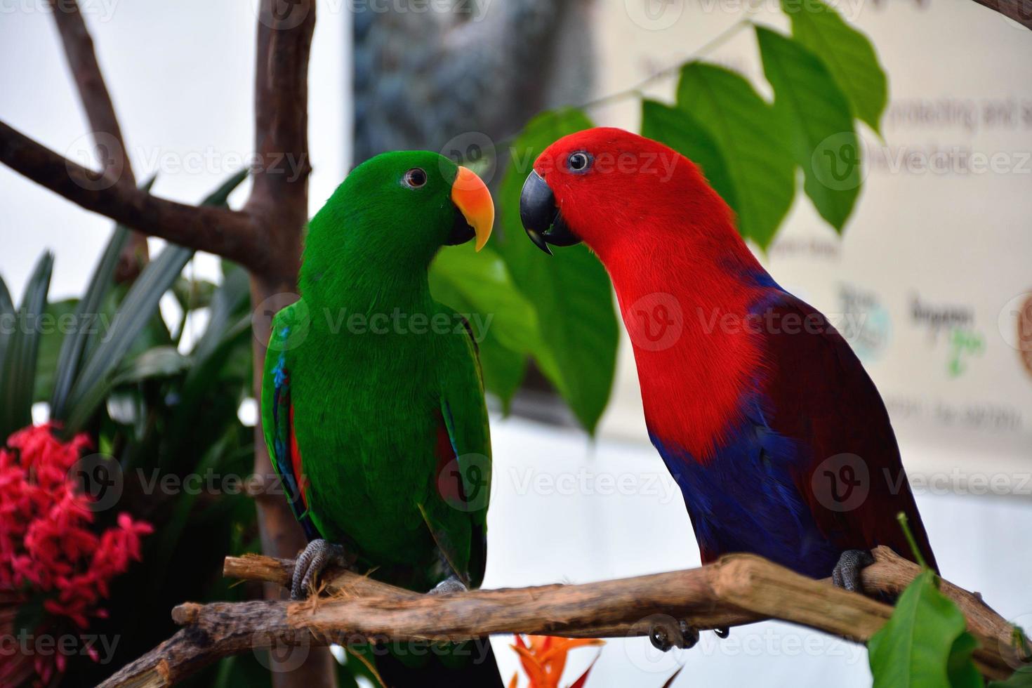 immagine di pappagalli foto