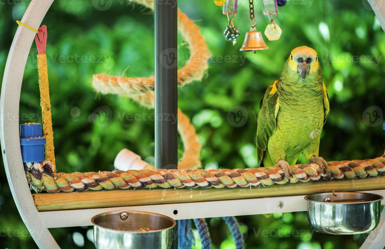 pappagallo verde foto