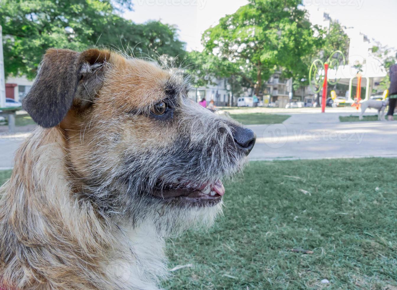 capo di border terrier nel parco foto