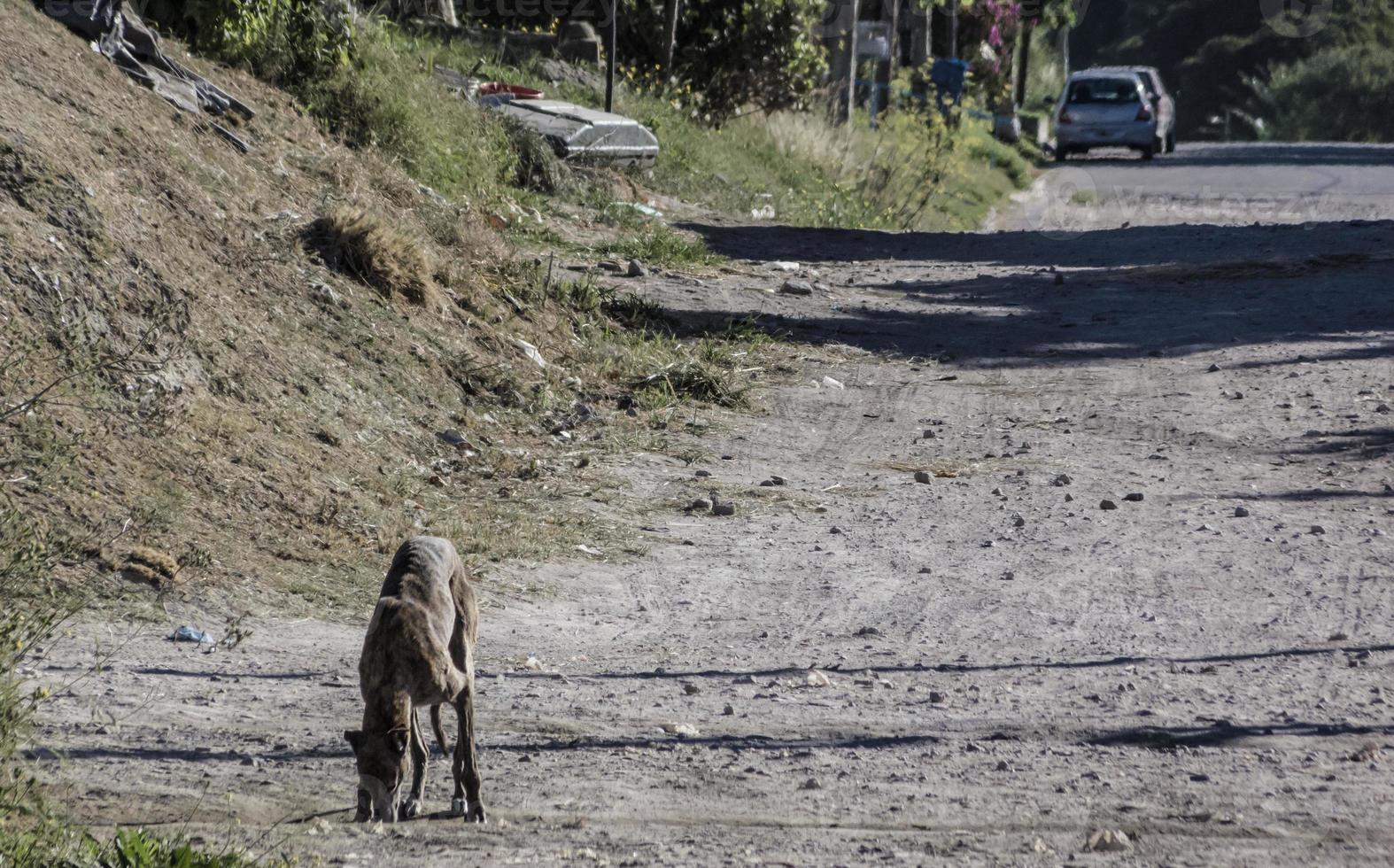 cane affamato che cerca di trovare cibo in una strada sporca di una città povera foto