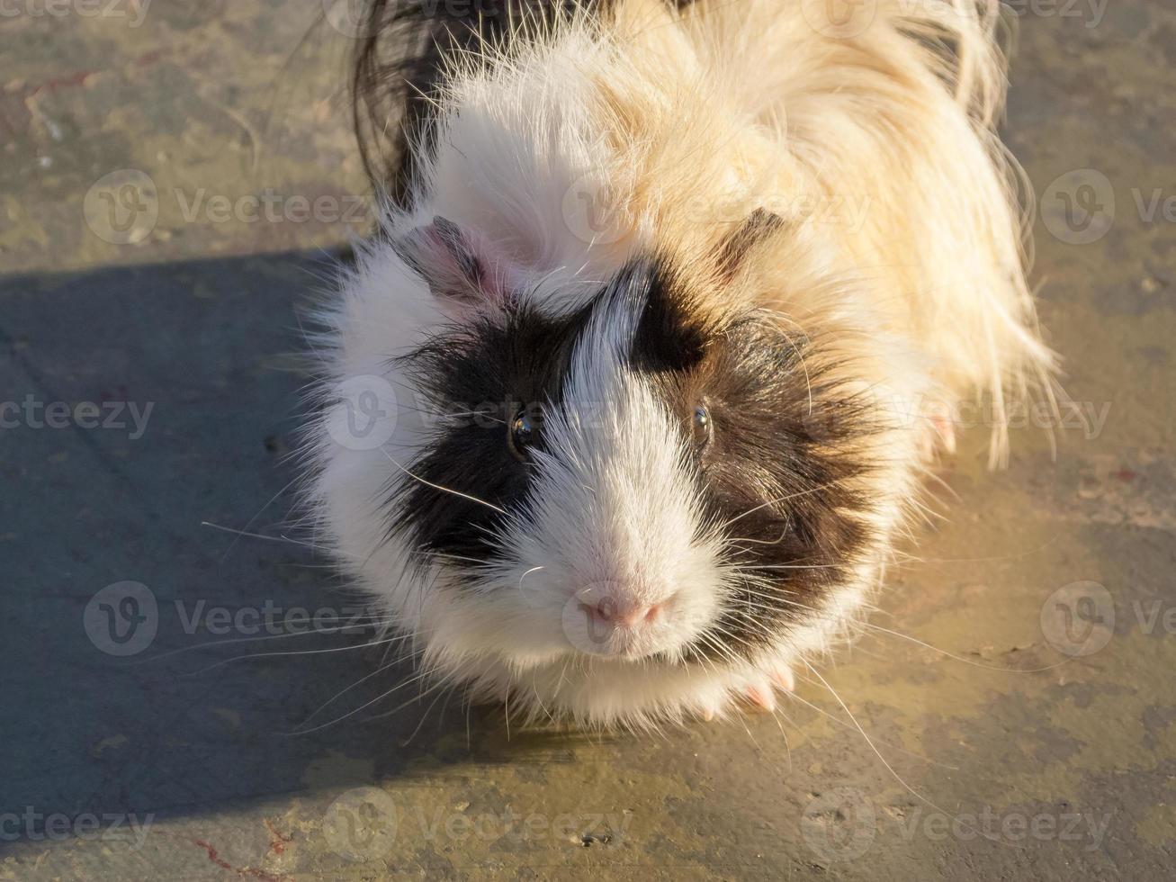 ritratto di cavia sotto il tramonto foto