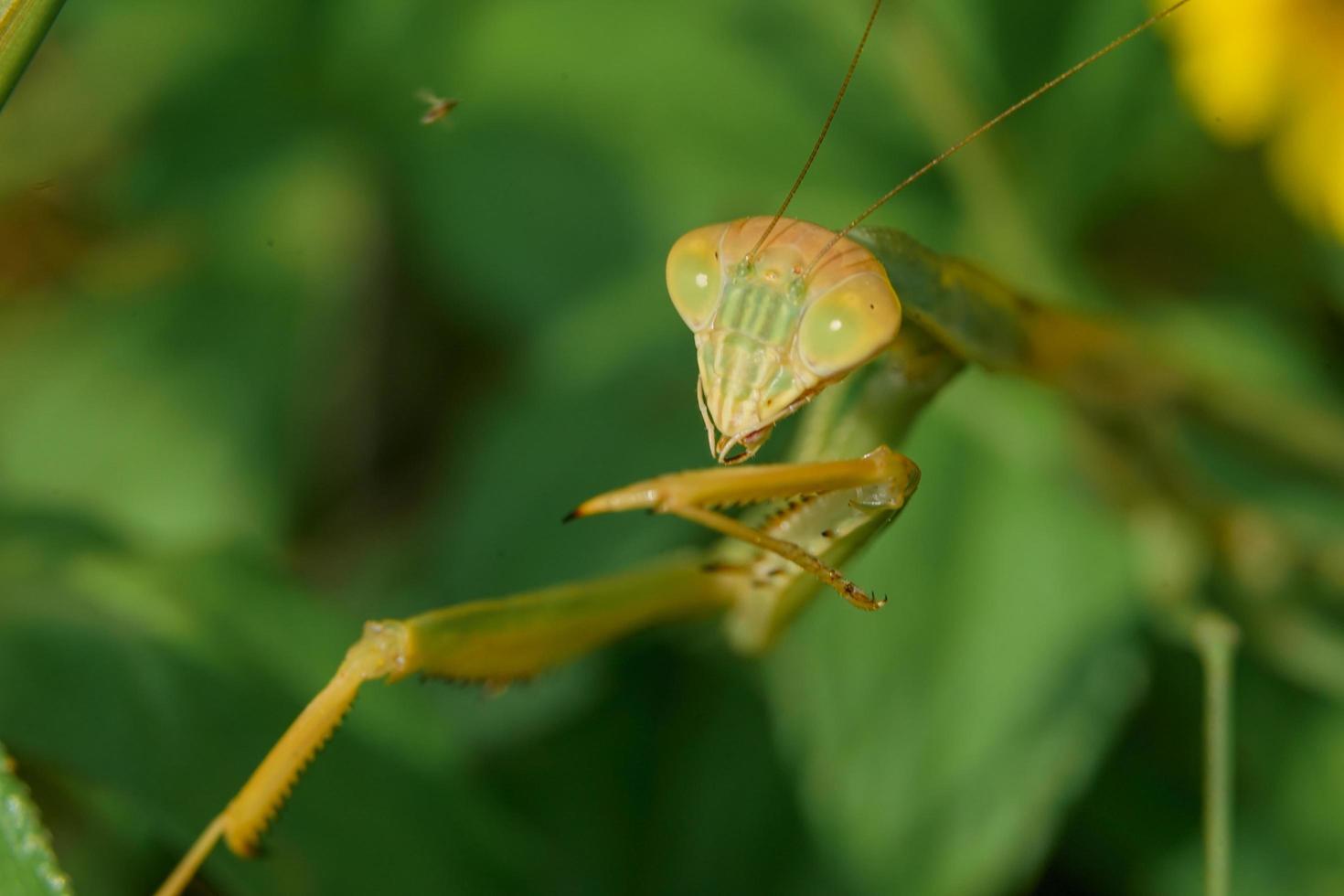 foto primo piano estremo della mantide religiosa durante la caccia a un piccolo insetto con sfondo verde sfocato, macrofotografia.