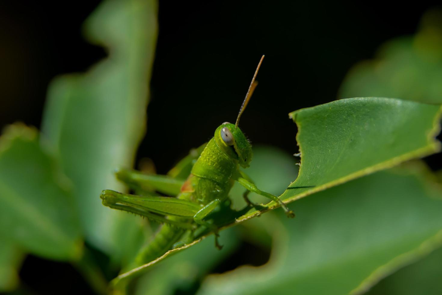 la fotografia macro di una cavalletta verde che mangia una foglia d'arancia, cavalletta del primo piano foto