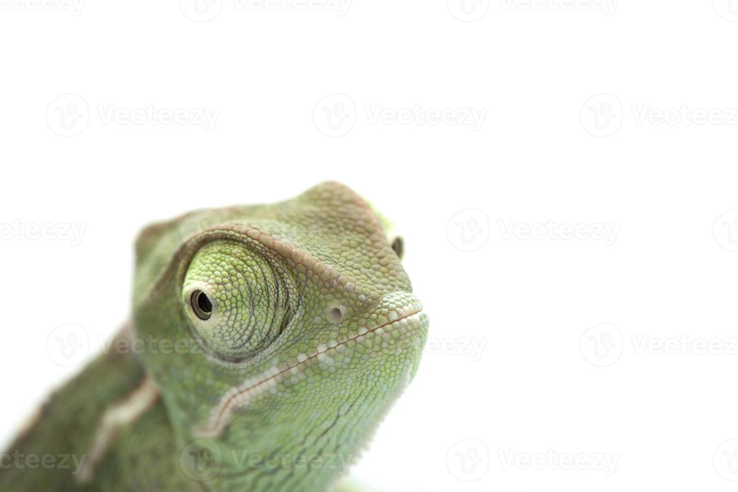 camaleonte verde esotico isolato dell'animale domestico foto