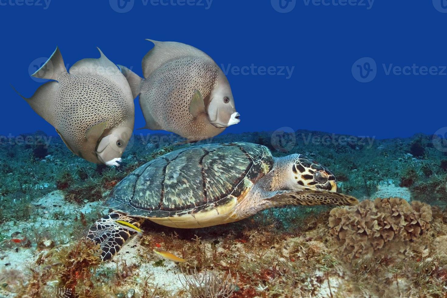 coppia di pesci angelo grigio che nuota con tartaruga embricata foto