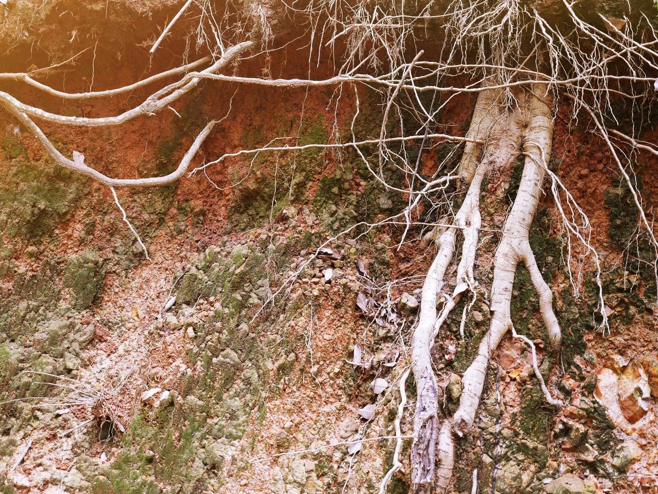 la terra era rotta e si vedevano le radici. foto