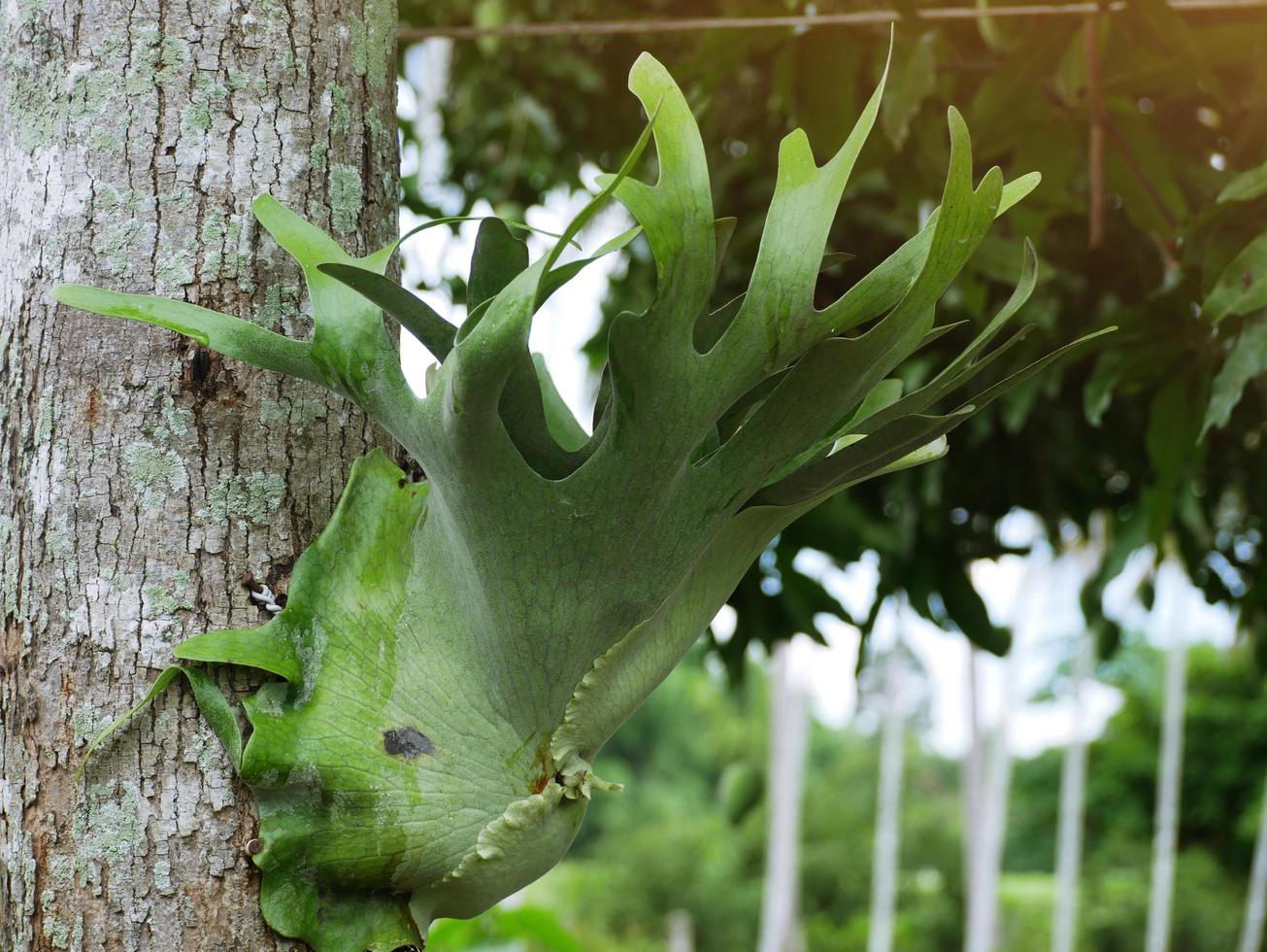 le grandi foglie di staghorn vivono sugli alberi. foto