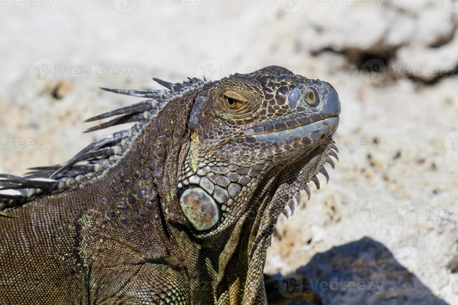 primo piano di un'iguana messicana foto