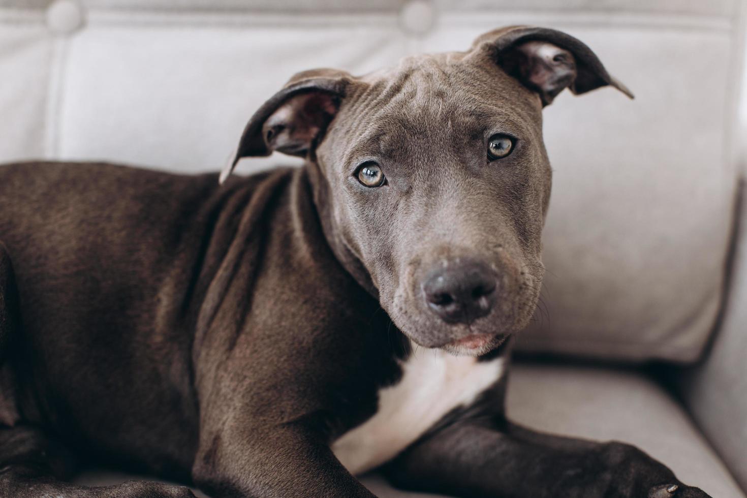 amstaff cucciolo di cane sdraiato su un divano grigio a casa. foto