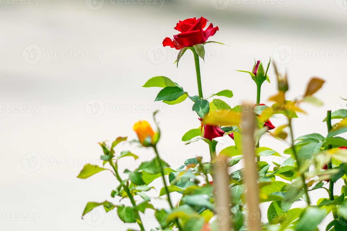 rosa rossa in fiore nel giardino foto