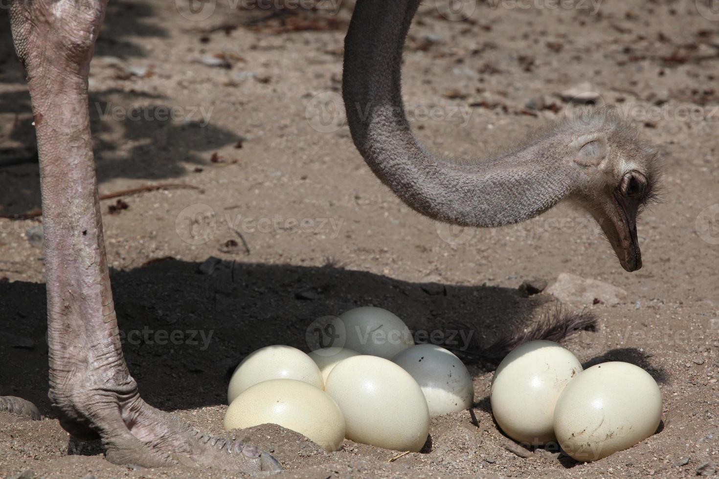 lo struzzo (struthio camelus) ispeziona le sue uova nel nido. foto