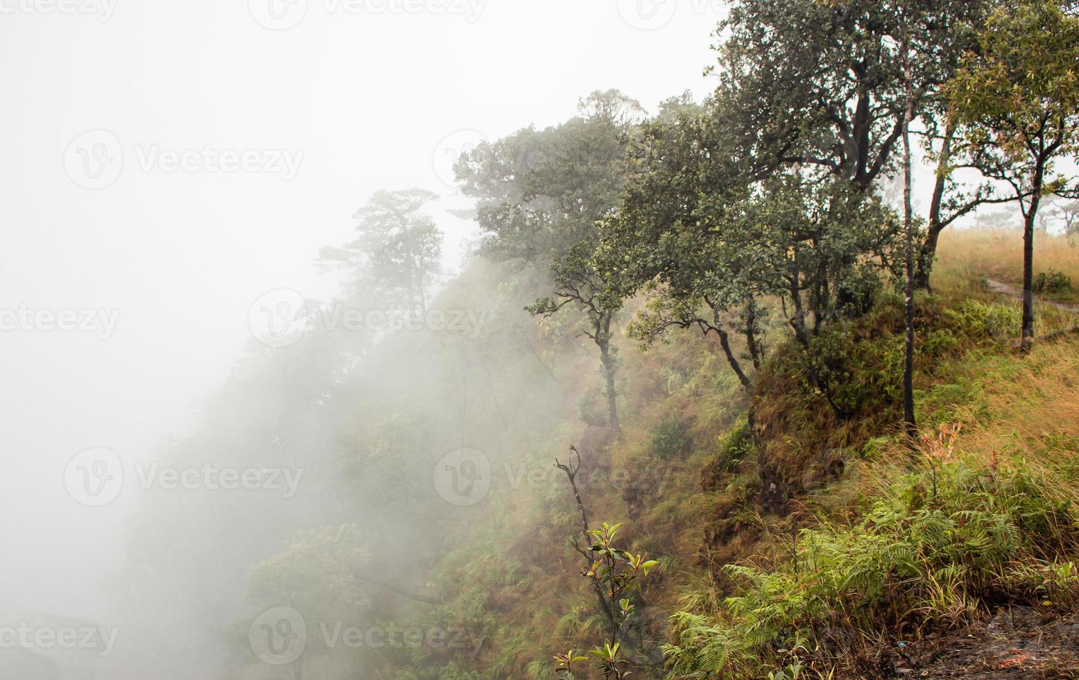 la nebbia copre la foresta di montagna. foto