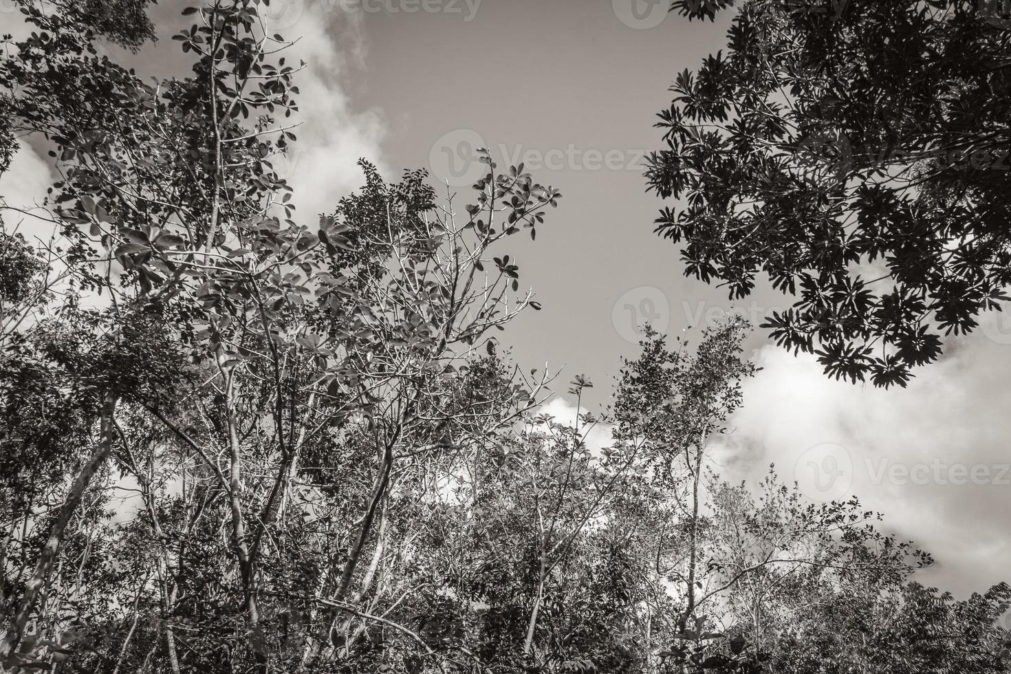 piante tropicali nella foresta naturale della giungla playa del carmen messico. foto