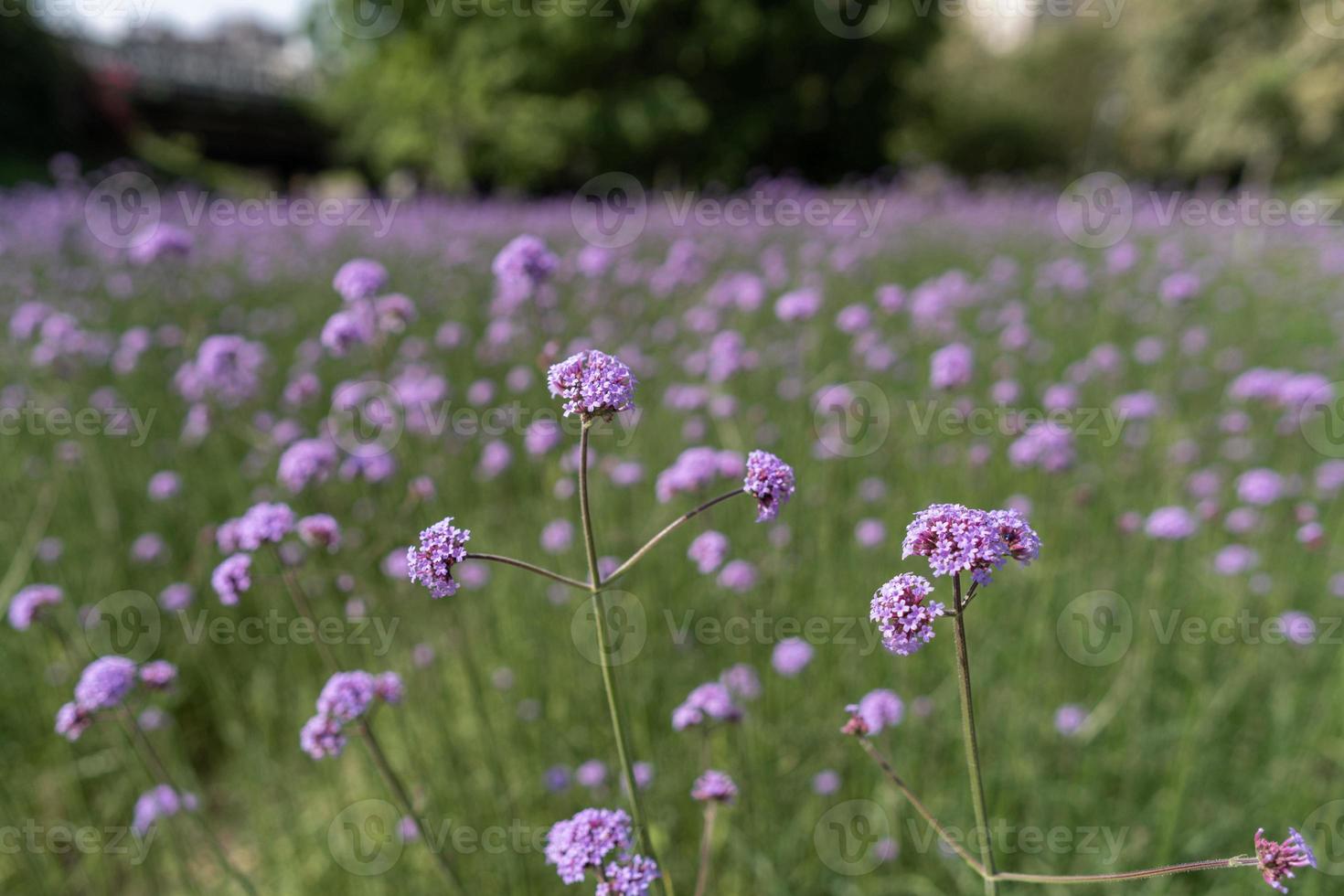 verbena viola nel parco foto