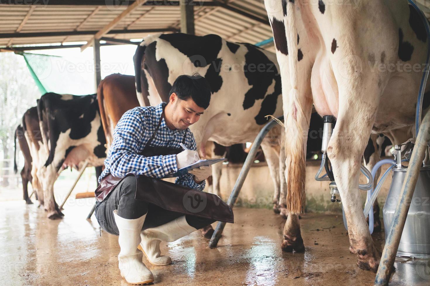 contadino maschio che controlla il suo bestiame e la qualità del latte nell'azienda lattiero-casearia. industria agricola, concetto di allevamento e allevamento di animali, mucca in azienda lattiero-casearia che mangia fieno, stalla. foto