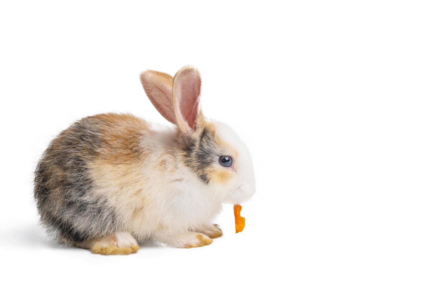 piccolo coniglio marrone e bianco che mangia carota su sfondo bianco isolato con tracciato di ritaglio. sono piccoli mammiferi della famiglia leporidi dell'ordine lagomorpha. foto