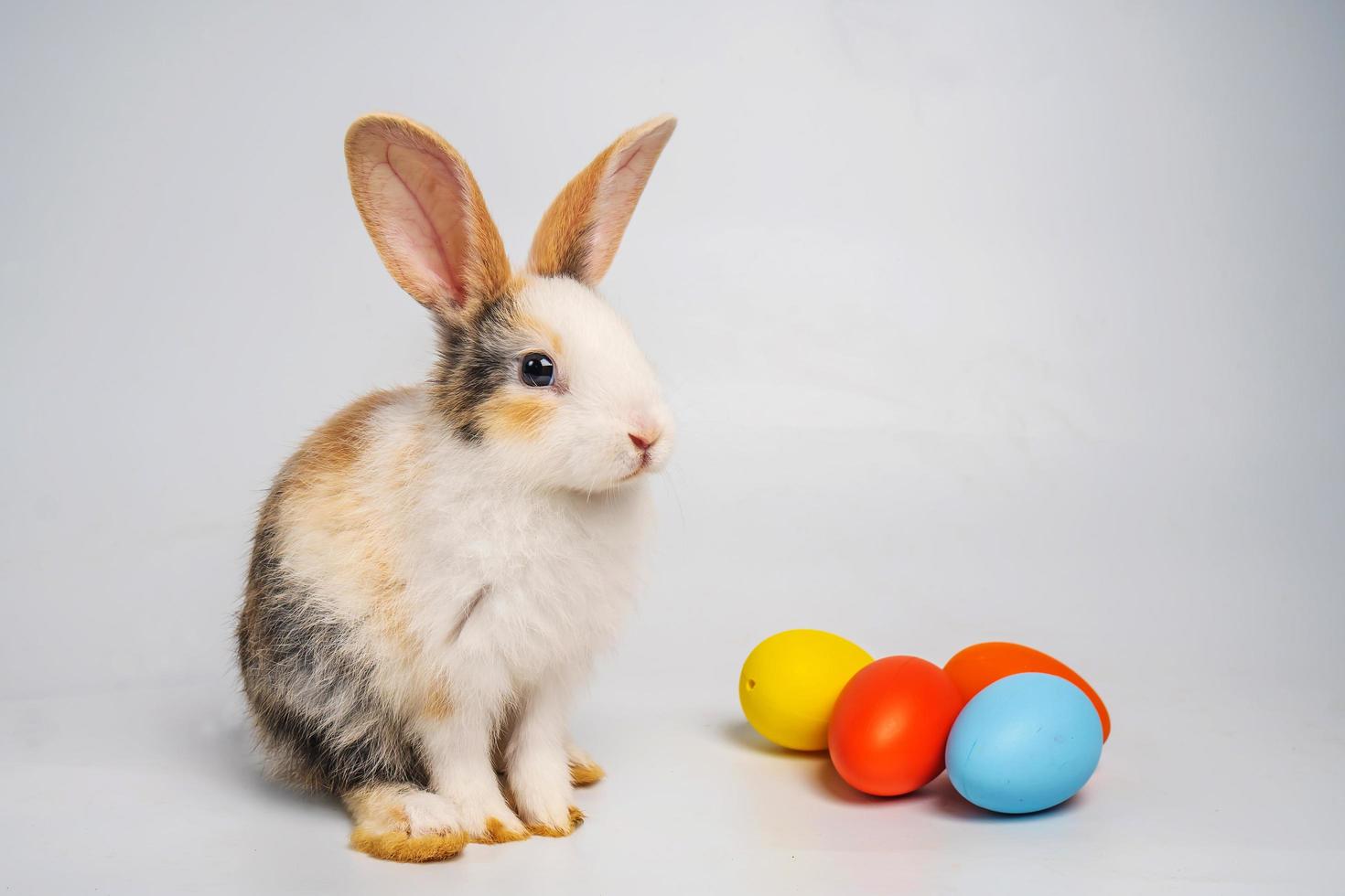 coniglietto o coniglio maculato marrone chiaro e bianco e uova colorate di ester isolate su sfondo bianco, coniglio in piedi e azione. foto