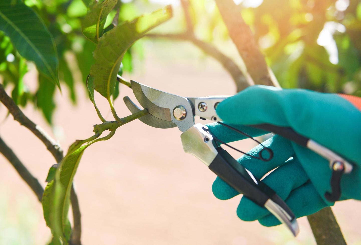 strumento di giardinaggio e lavori di potatura alberi concetto - mano che tiene le forbici da potatura che tagliano il ramo di un albero di mango nel giardino foto