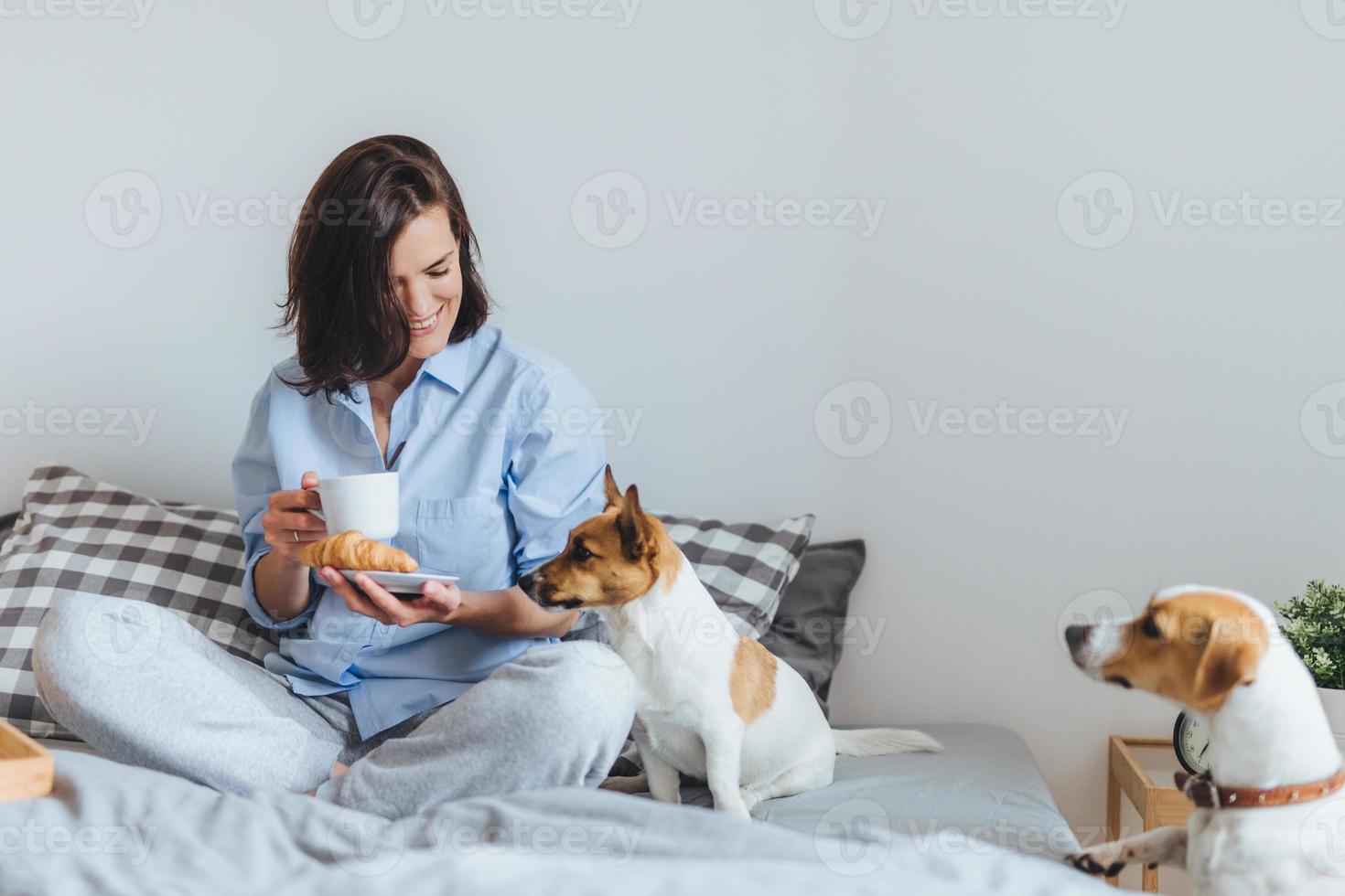 sorridente deliziosa donna bruna in pigiama fa colazione a letto, assaggia un delizioso croissant con il tè, guarda felice il suo animale domestico che chiede di mangiare. bella giovane donna in pigiama riposa in camera da letto foto