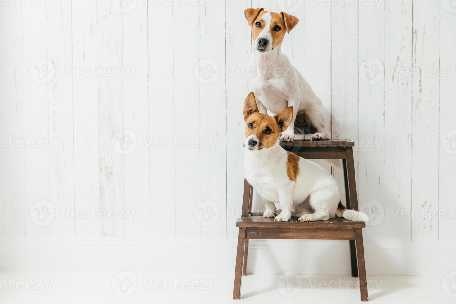 un'immagine orizzontale di due cani jack russell terrier si siedono su una sedia, ascoltano l'ospite insieme con attenzione, isolati su bianco parete di legno con uno spazio vuoto. concetto di animali foto