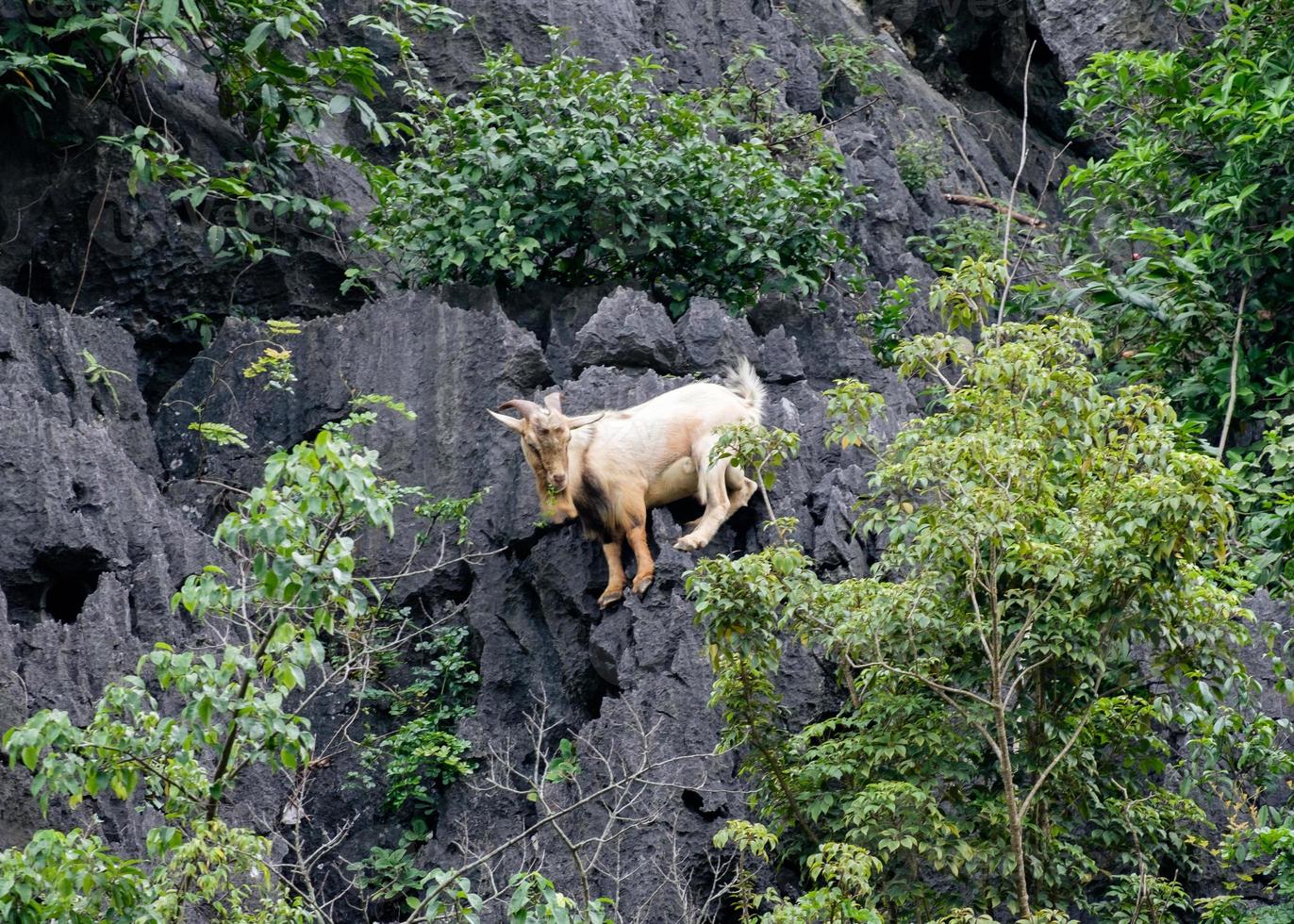 capra marrone che si arrampica sulla montagna foto