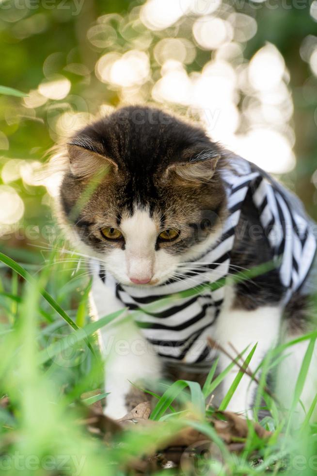 simpatico gatto che gioca sul prato erboso al tramonto foto