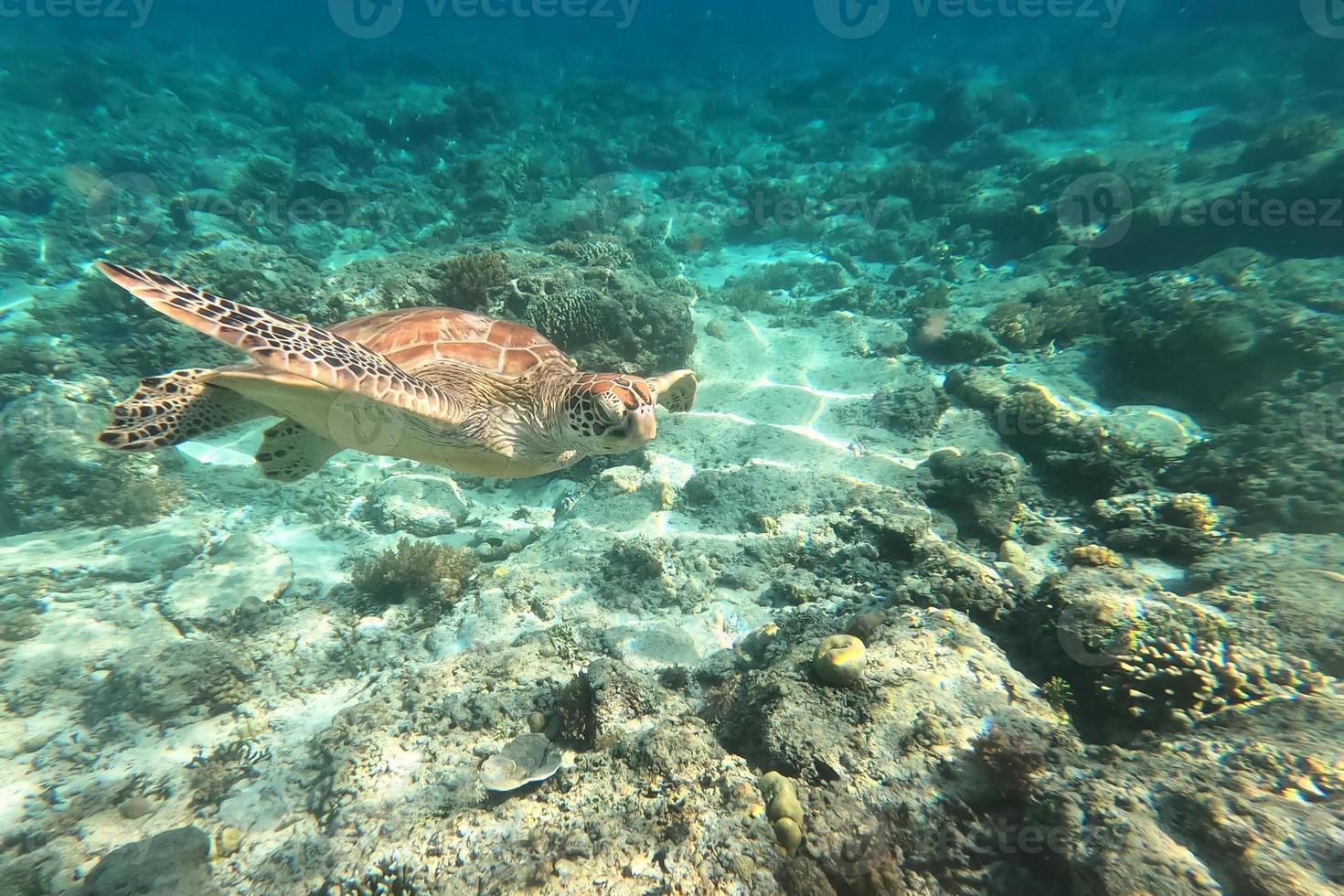 tartaruga marina in via di estinzione che naviga nell'acqua del mare turchese a gili trawangan, lombok, indonesia. mondo sott'acqua. foto