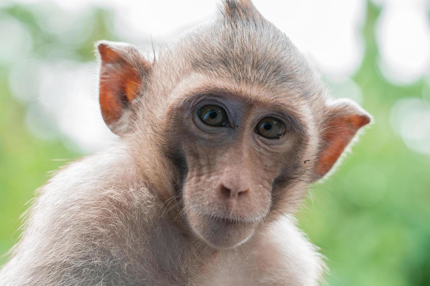 scimmia marrone, fa sembrare belle le facce. concetto di focolaio di vaiolo delle scimmie. il vaiolo delle scimmie è causato dal virus del vaiolo delle scimmie. il vaiolo delle scimmie è una zoonosi virale. virus trasmesso all'uomo dagli animali. foto