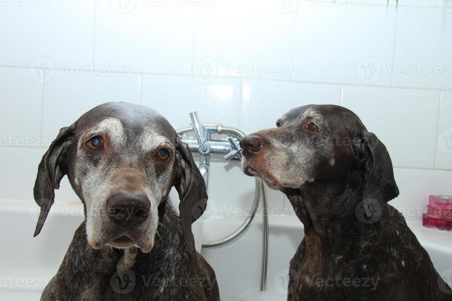 lavare i cani foto