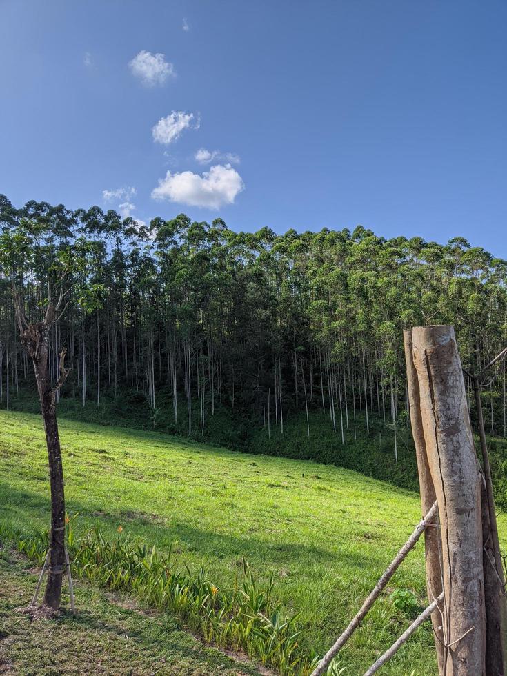 paesaggio, natura tra le colline e gli alberi foto