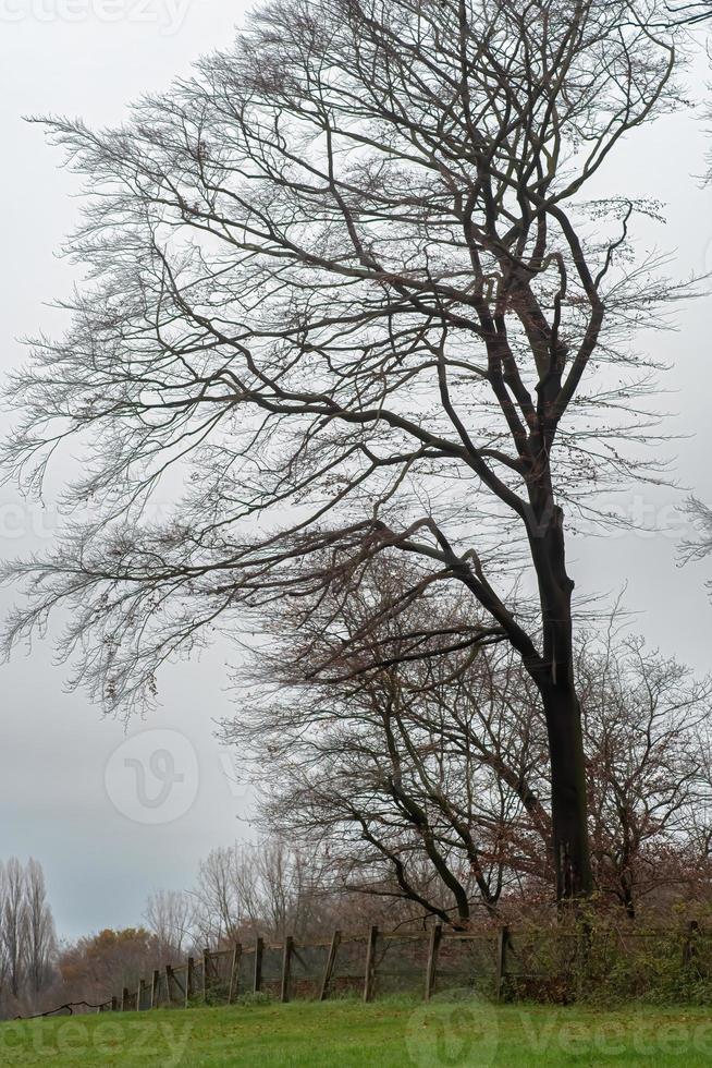 paesaggio con alberi e prato foto