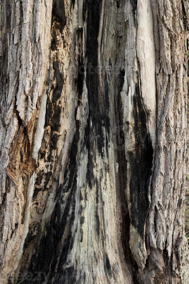 la superficie dell'albero con segni di ustione foto