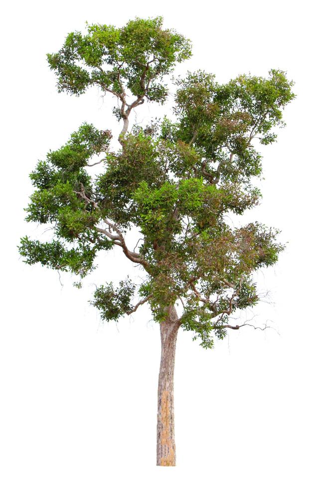 alberi tropicali isolati su sfondo bianco foto