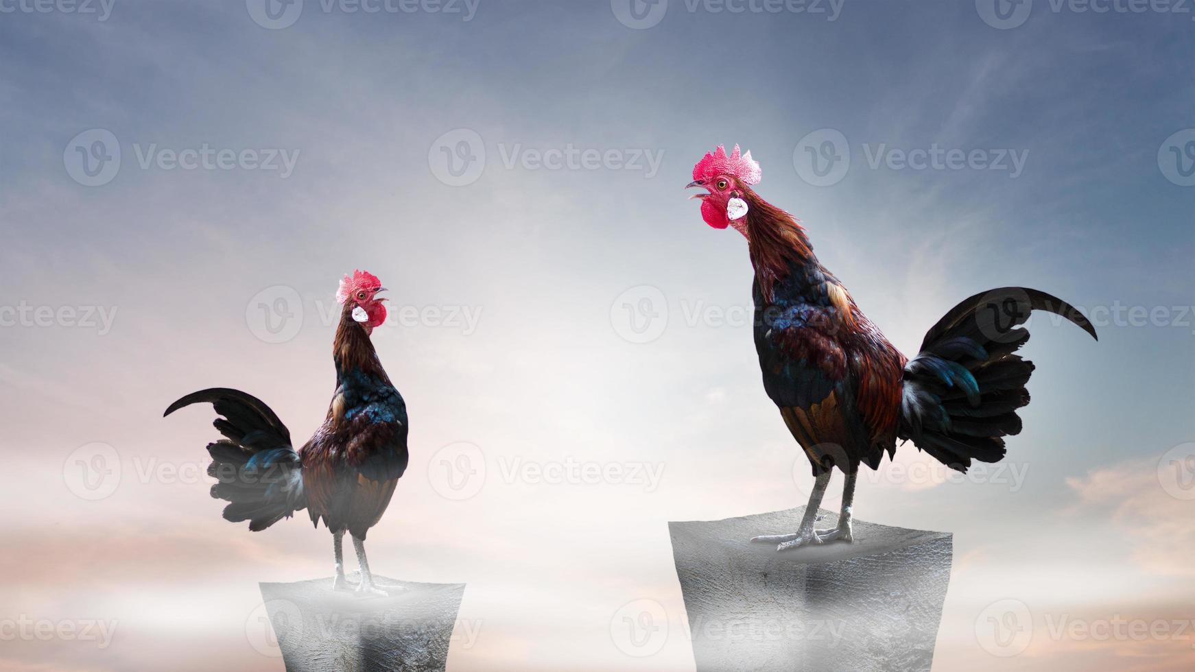 gallo marrone appollaiato sulla montagna rocciosa foto