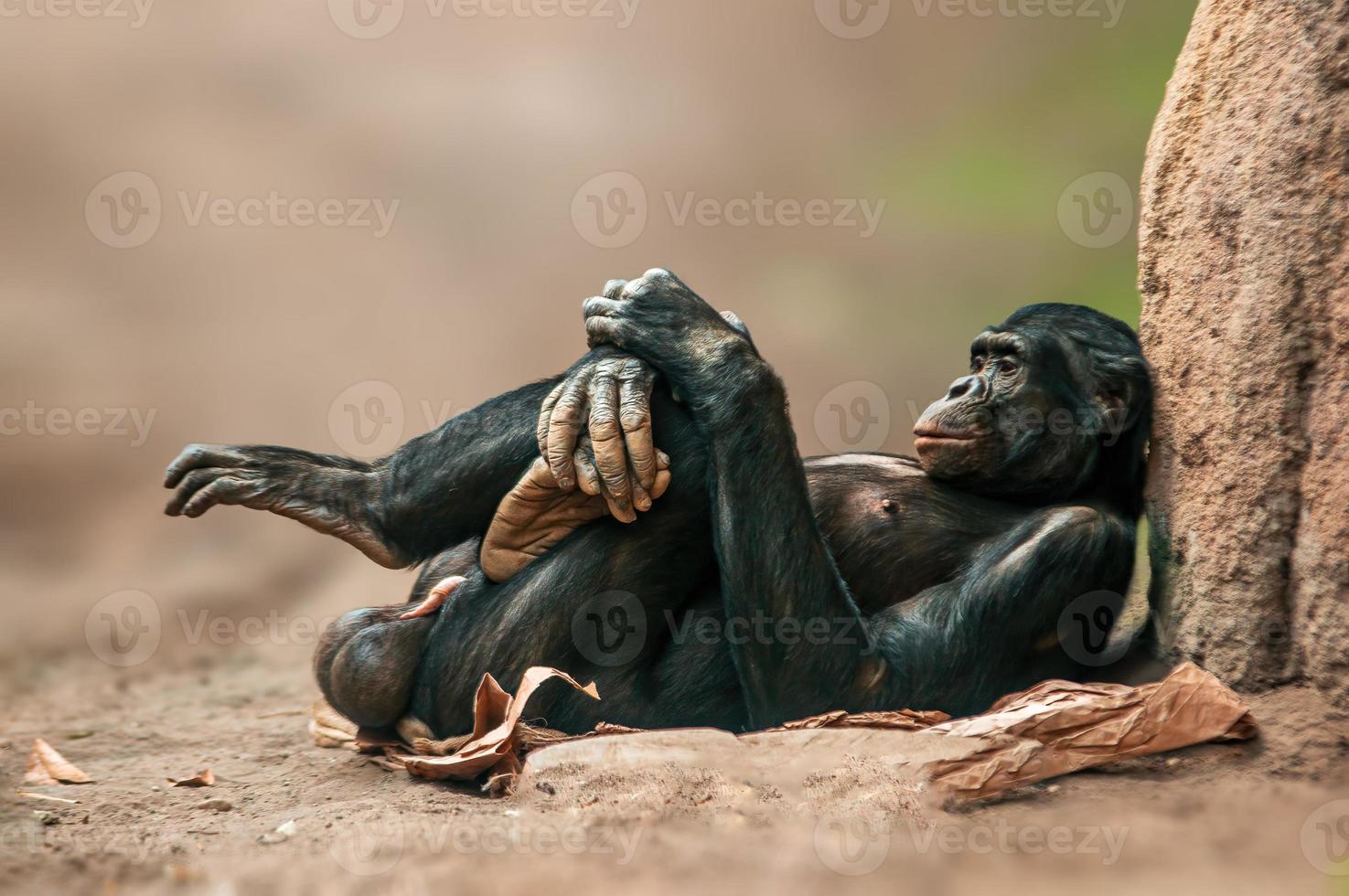 sdraiato scimpanzé dell'Africa occidentale si rilassa foto