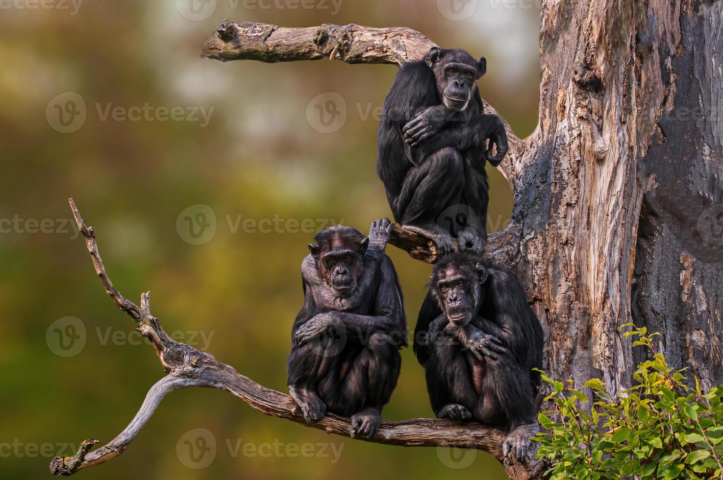 3 scimpanzé dell'Africa occidentale seduto su un albero foto