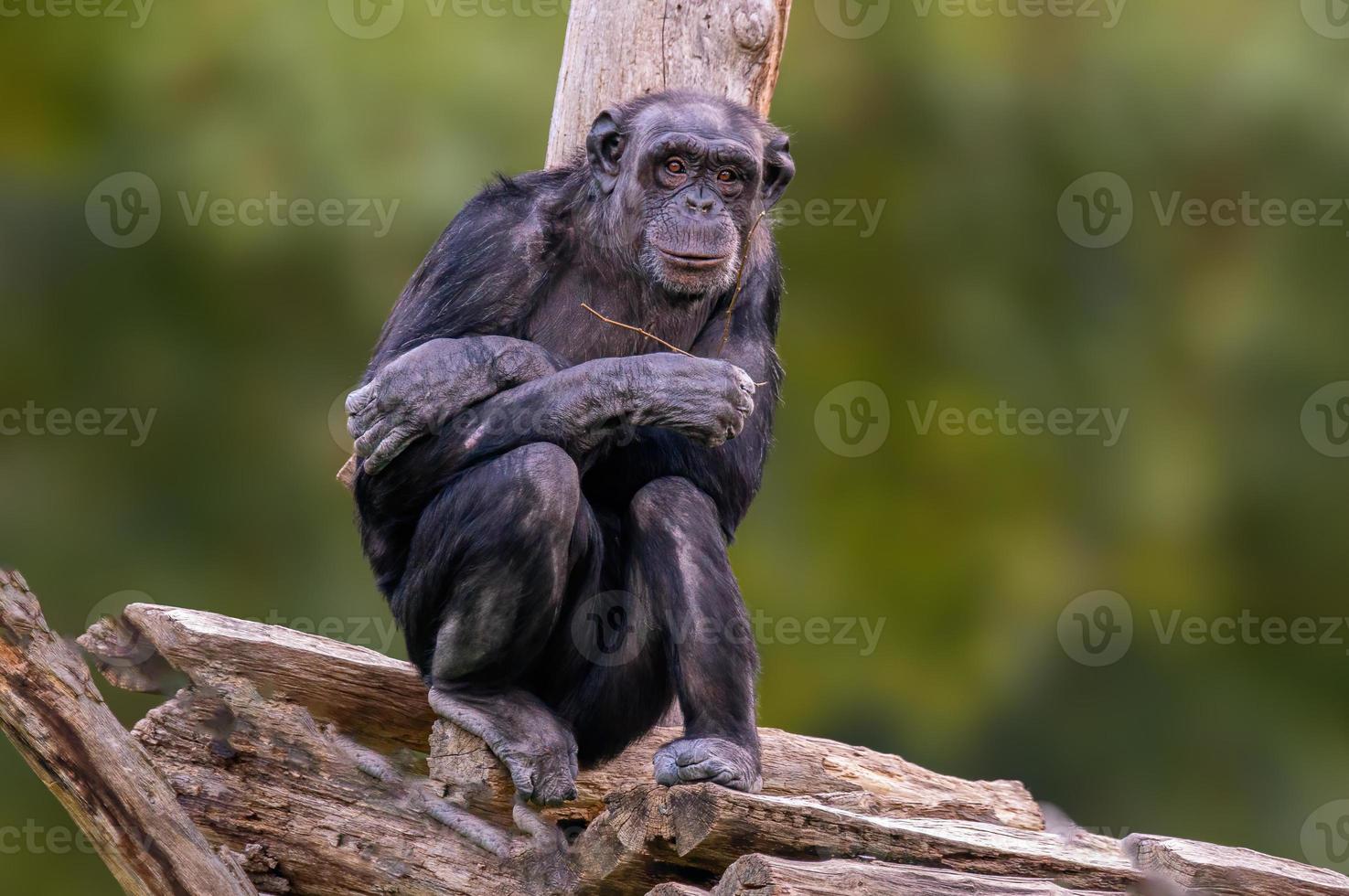 lo scimpanzé seduto dell'Africa occidentale si rilassa foto