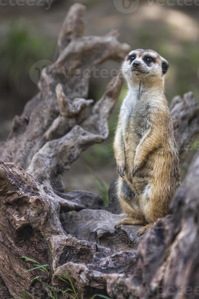 Ritratto di singolo suricato o suricato in piedi con sfondo sfocato, animale nativo africano, piccolo carnivoro appartenente alla famiglia delle manguste foto