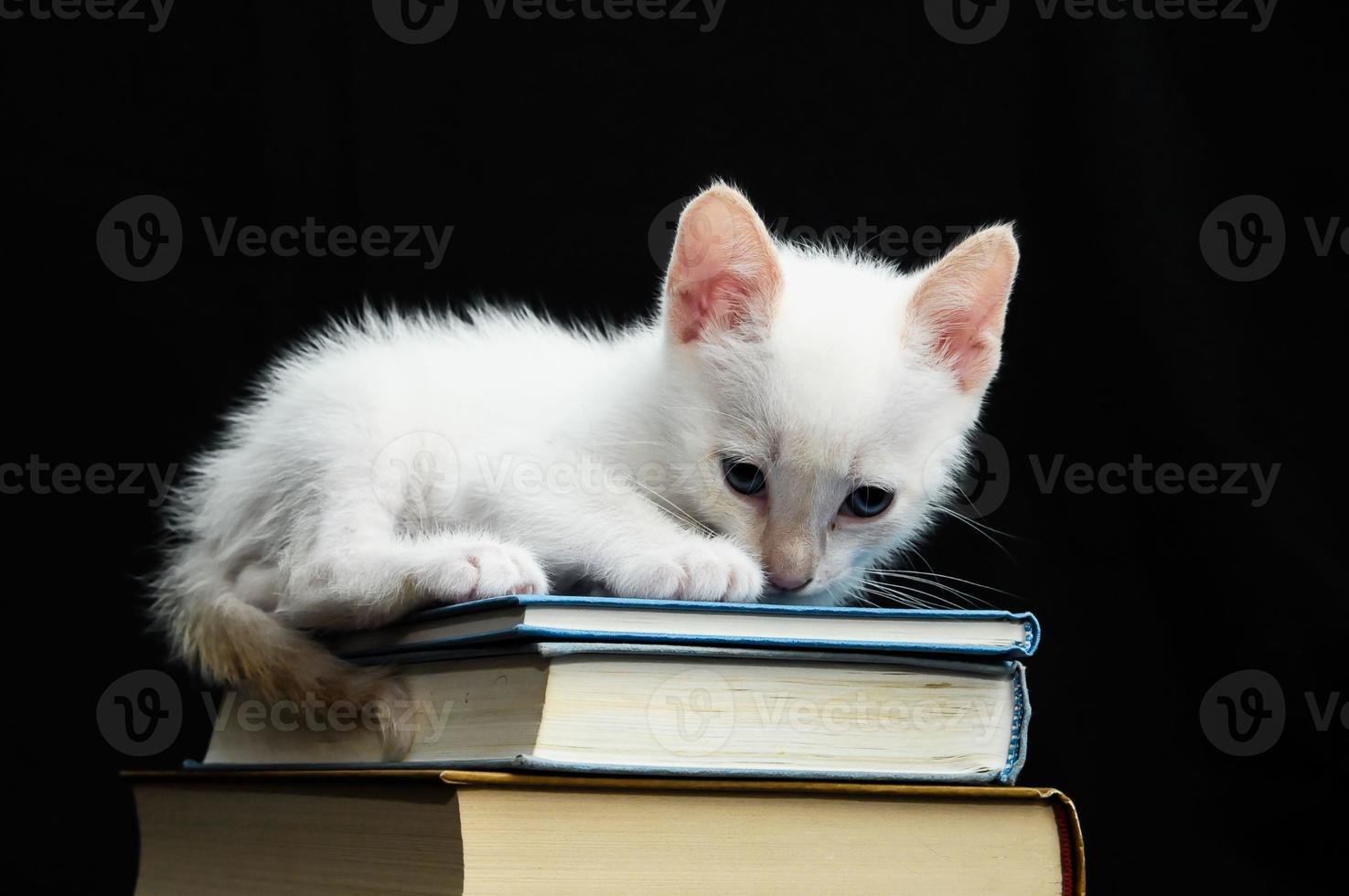 gatto bianco giovane bambino foto