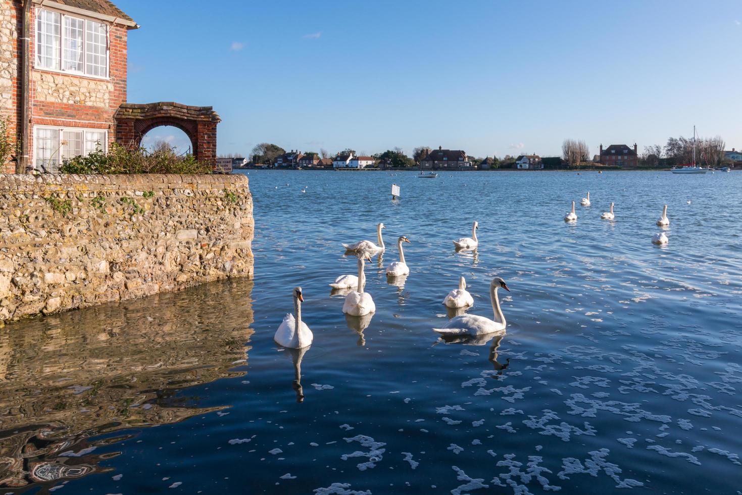 un raduno di cigni reali a bosham west sussex il 1 gennaio 2013 foto