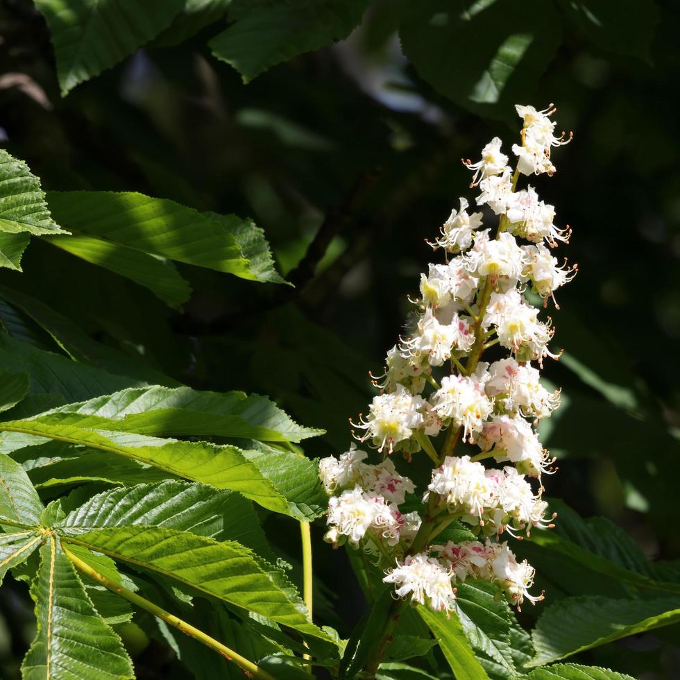 spiga di fiori di ippocastano che fiorisce in primavera foto