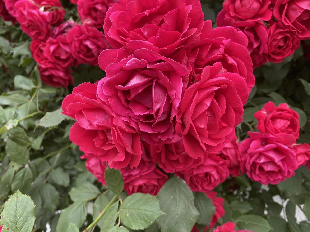 piccolo giardino rosa rossa con gocce di pioggia, primo piano foto